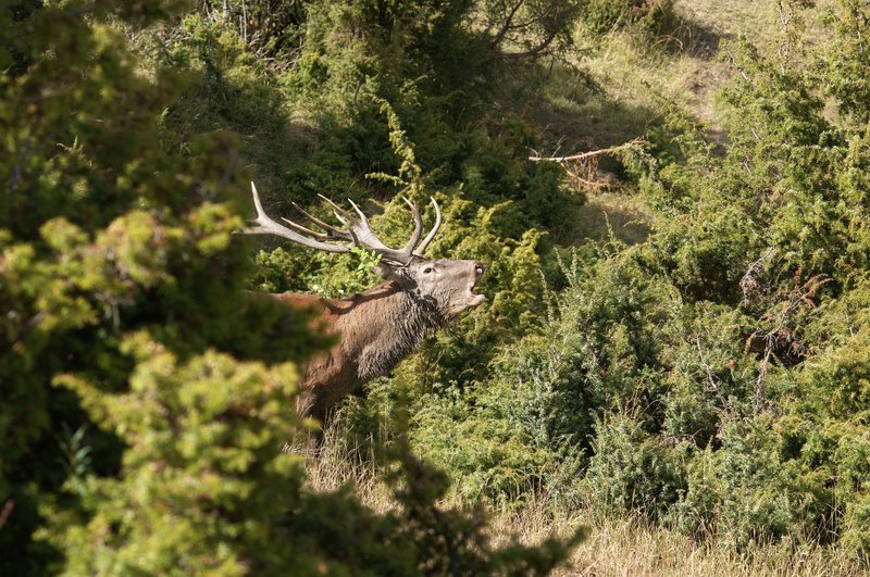 Un''arena molto contesa